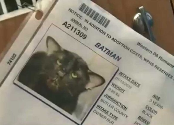 [쿠키영상] 4개의 귀를 가진 검은고양이 ‘베트맨’, 가족이 생기다!