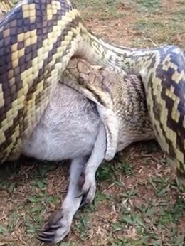 [쿠키영상] 비단뱀이 왈라비를 통째로 꿀꺽!...‘일주일은 굶어도 배부르겠네’