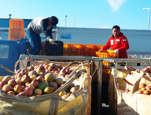 안동시 사과 가격지지를 위한 시장격리(가공)용 수매