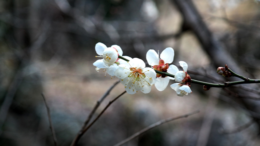 [봄이 오는 소식] 하동 섬진강변 지리산 먹점골 매화마을. 백매