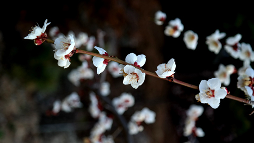 [봄이 오는 소식] 하동 섬진강변 지리산 먹점골 매화마을 백매
