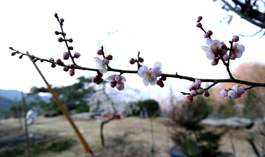 [봄이 오는 소식] 하동 섬진강변 지리산 먹점골 매화마을 홍매
