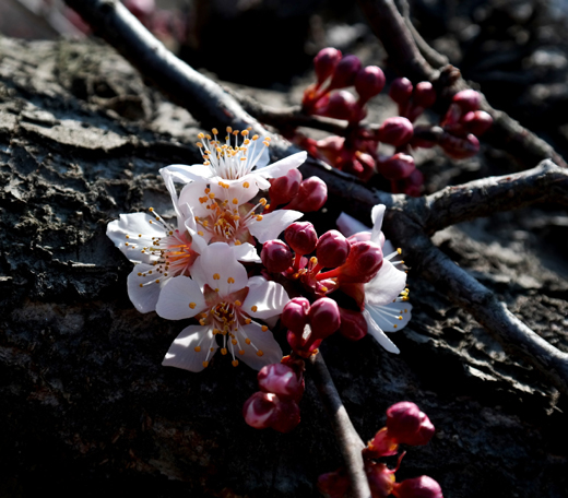 [봄이 오는 소식] 하동 섬진강변 지리산 먹점골 매화마을 홍매