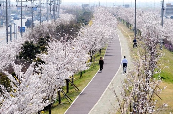 부산삼락공원 벚꽃길 자전거 타고 아름다운 선거 캠페인