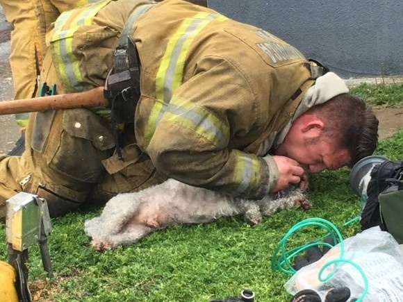 화재로 죽을 뻔한 개에게 ‘생명의 숨결’을 불어넣은 소방관