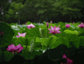 '연꽃'의 향기에 푹 빠진 덕진연못
