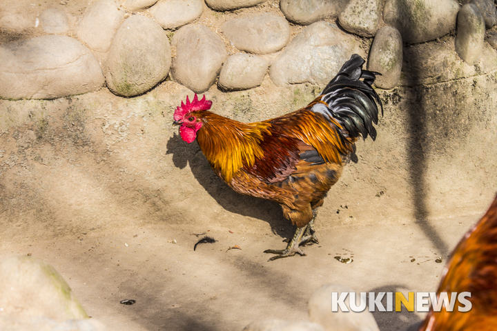 경북도, 살충제 성분 검출 닭 전량 폐기