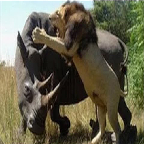 [쿠키영상] '물어뜯거나 뜯기거나'…목숨을 건 동물 싸움, 사자 vs 코뿔소