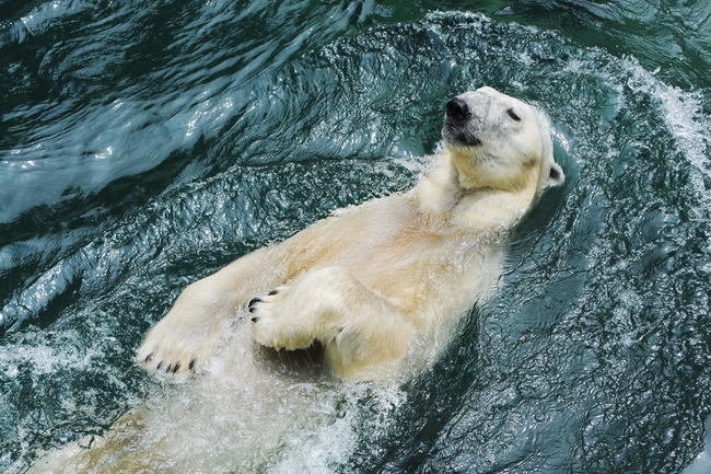 에버랜드, 국내 유일한 북극곰 ‘통키’ 영국 이전 추진