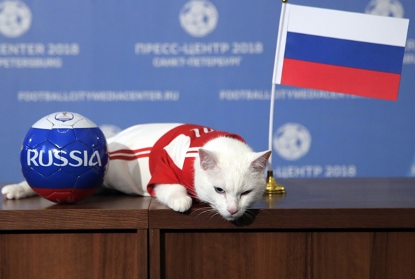점쟁이 고양이 아킬레스, 월드컵 개막식 러시아 승 예상