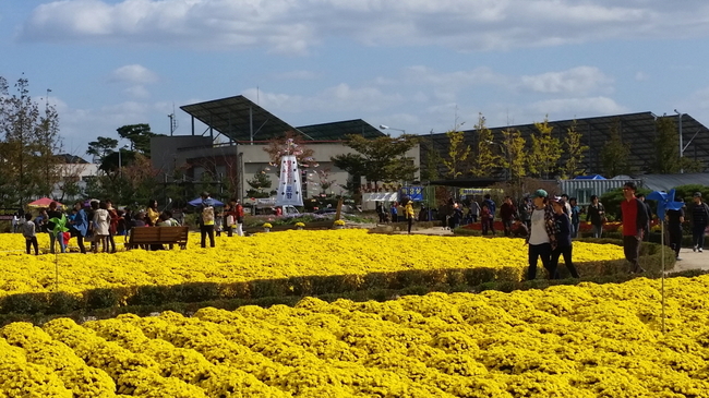 꽃 내음 가득한 포항 뱃머리마을서 '국화잔치' 열린다