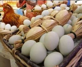 ‘계란 산란일자 표기’ 둘러싼 농가·정부 마찰음