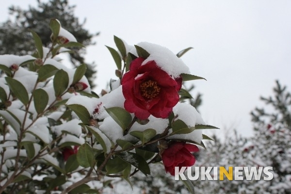 신안군, ‛겨울꽃 피는 섬’ 사진공모전 개최