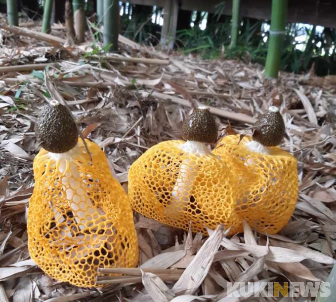 담양 대나무숲에 나타난 노란 망태버섯 세 자매
