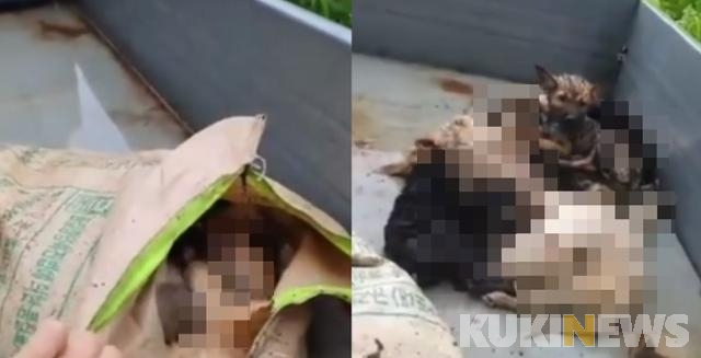 보성동물보호소, 살아있는 강아지 사체 포대 유기 의혹...경찰 수사