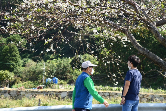 [포토뉴스] 경남 거제에 ‘가을 벚꽃’ 활짝