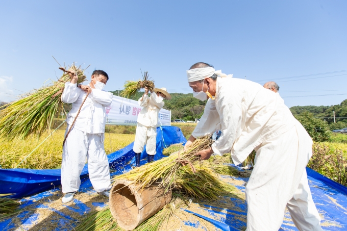 청양지역 전통 벼 베기·탈곡 체험 행사 ... 추억 속 농경문화 재현
