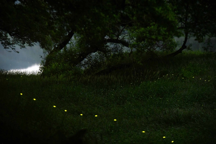 초여름 밤 강가 풀숲 ‘반딧불이 대향연’