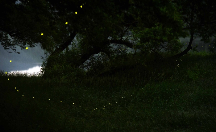초여름 밤 강가 풀숲 ‘반딧불이 대향연’