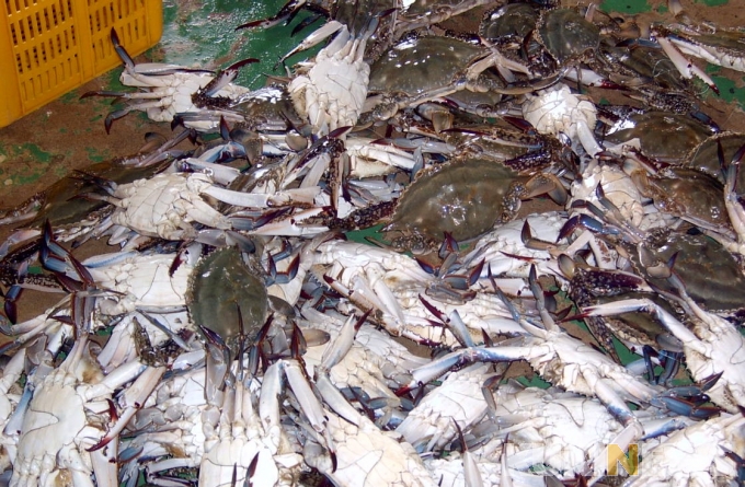 충남도, 어업 총생산액 전년 대비 198억 원 증가