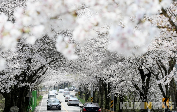 대청호 벚꽃축제, ‘2021 대전광역시 대표축제’에 선정