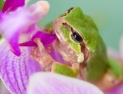 [#쿠키감성] 개구리가 전하는 봄소식