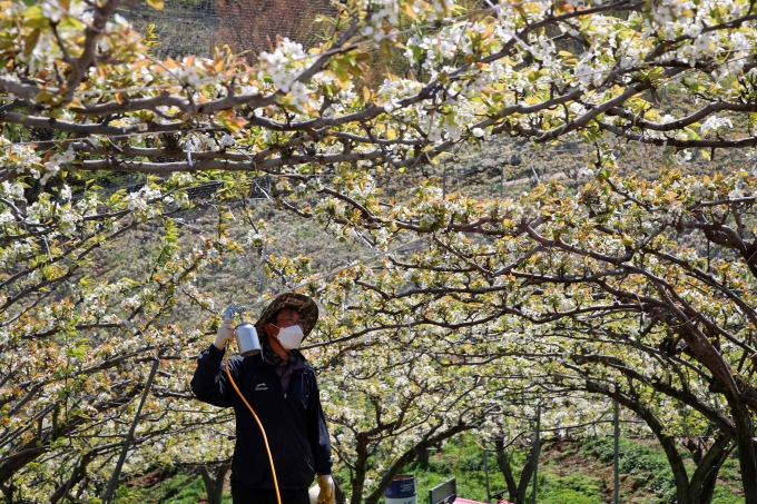[포토뉴스] 지리산 산청 배꽃 꽃가루 인공수분 한창