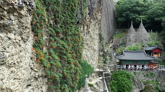 마이산 절벽에 여름 꽃 능소화 만개