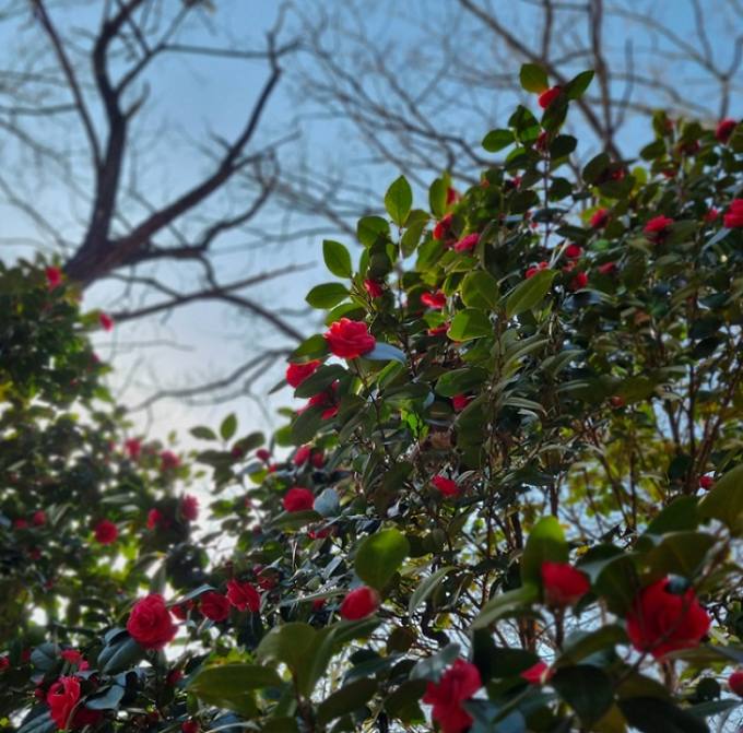 전주 치명자산 동백꽃 ‘봄날의 인사’