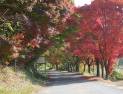 단풍길 ‘붉은 융단’ 나주 녹야원 가을은 두 번째 봄!