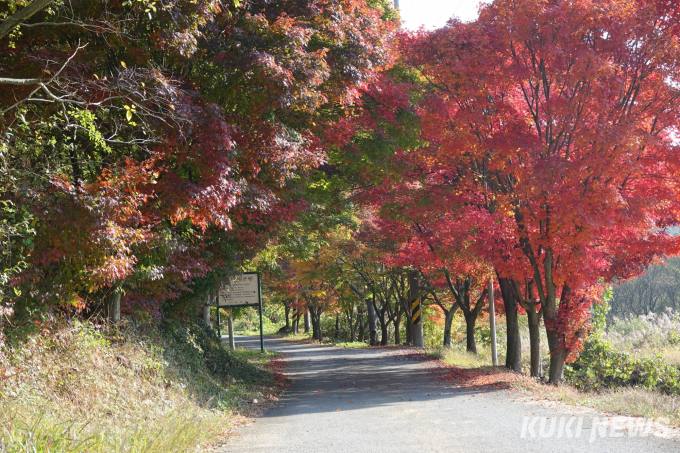 단풍길 ‘붉은 융단’ 나주 녹야원 가을은 두 번째 봄!