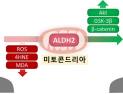 탈모 치료 실마리 찾았다…‘ALDH2’ 활성화해 모발 성장 유도