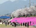 정읍시, 오는 28일부터 벚꽃축제 개막 ‘봄날의 향연’