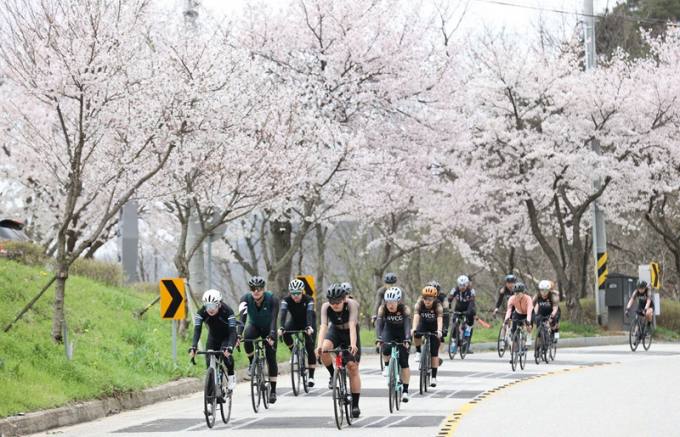 임실군, 옥정호 벚꽃길 따라 질주 ‘자전거 대회’ 대성황  