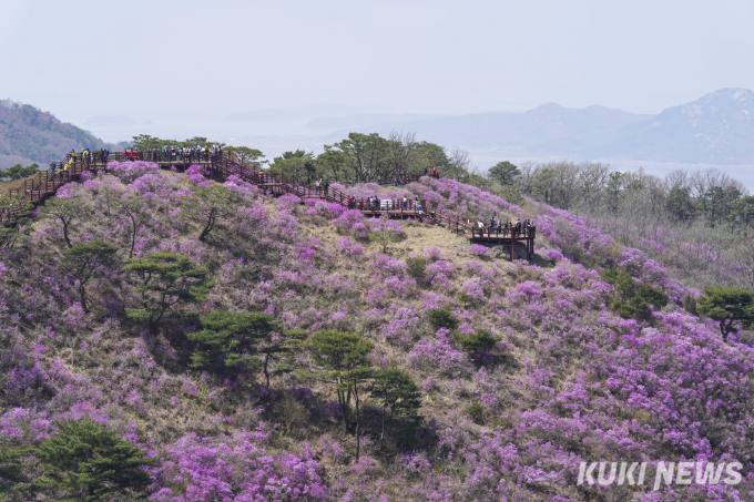 ‘분홍 꽃물결’ 고려산에 피어난 진달래 향연 