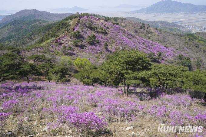 ‘분홍 꽃물결’ 고려산에 피어난 진달래 향연 