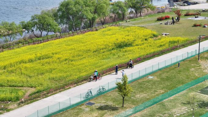 유채꽃 만발한 ‘삽교호~솔뫼성지’ 자전거 라이딩 코스 인기