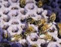 꿀벌 집단실종, 주범은 ‘사양벌꿀’?…대통령실도 주목했다