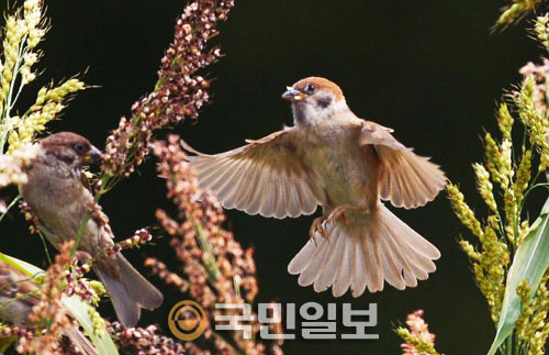 수수이삭 낱알 쪼는 참새들