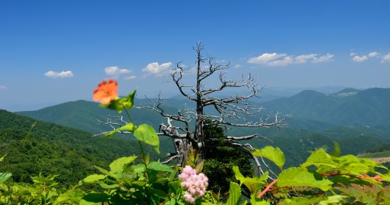 함백산 정상의 헬기장 아래에 위치한 주목나무 고사목을 배경으로 붉은색 동자꽃과 연분홍색 노루오줌이 활짝 피어 한 폭의 풍경화를 그리고 있다.