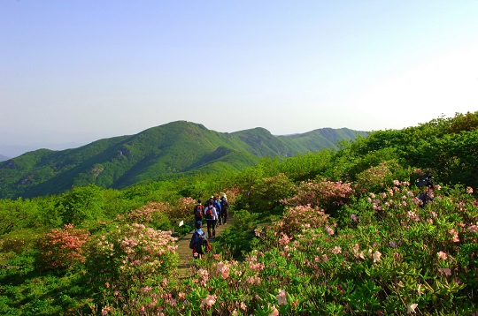 "소백산 철쭉 등반대회. <사진=영주시>"